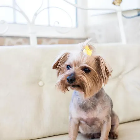 Dom wakacyjny Portuguesa By Mtphomes *